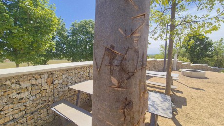 Három fiatal fát is megvagdostak a vandálok az Aranybullánál